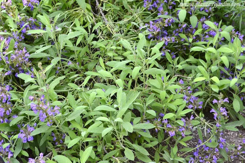 Different Types of Salvia | Gardening On