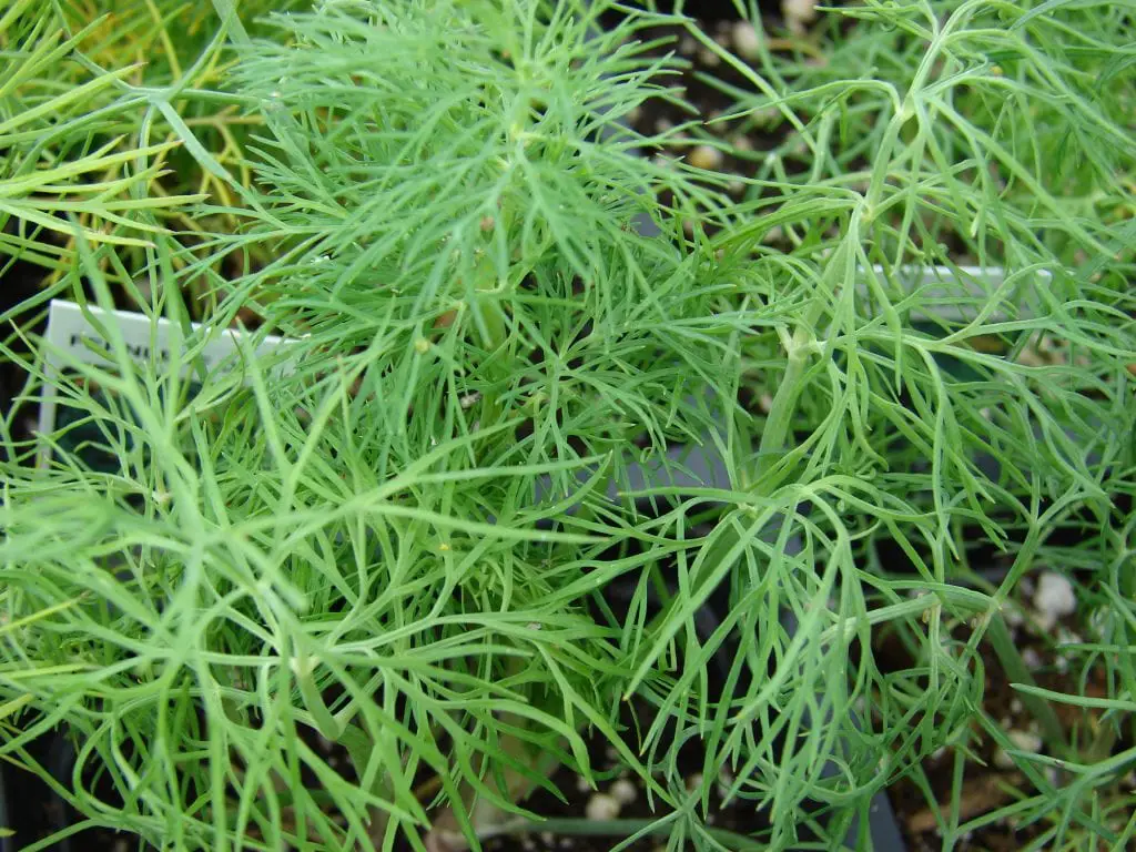 Dill: cultivation, uses and more