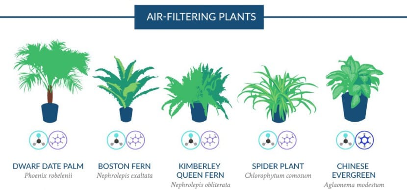 Discover which are the 18 best indoor plants to purify the air