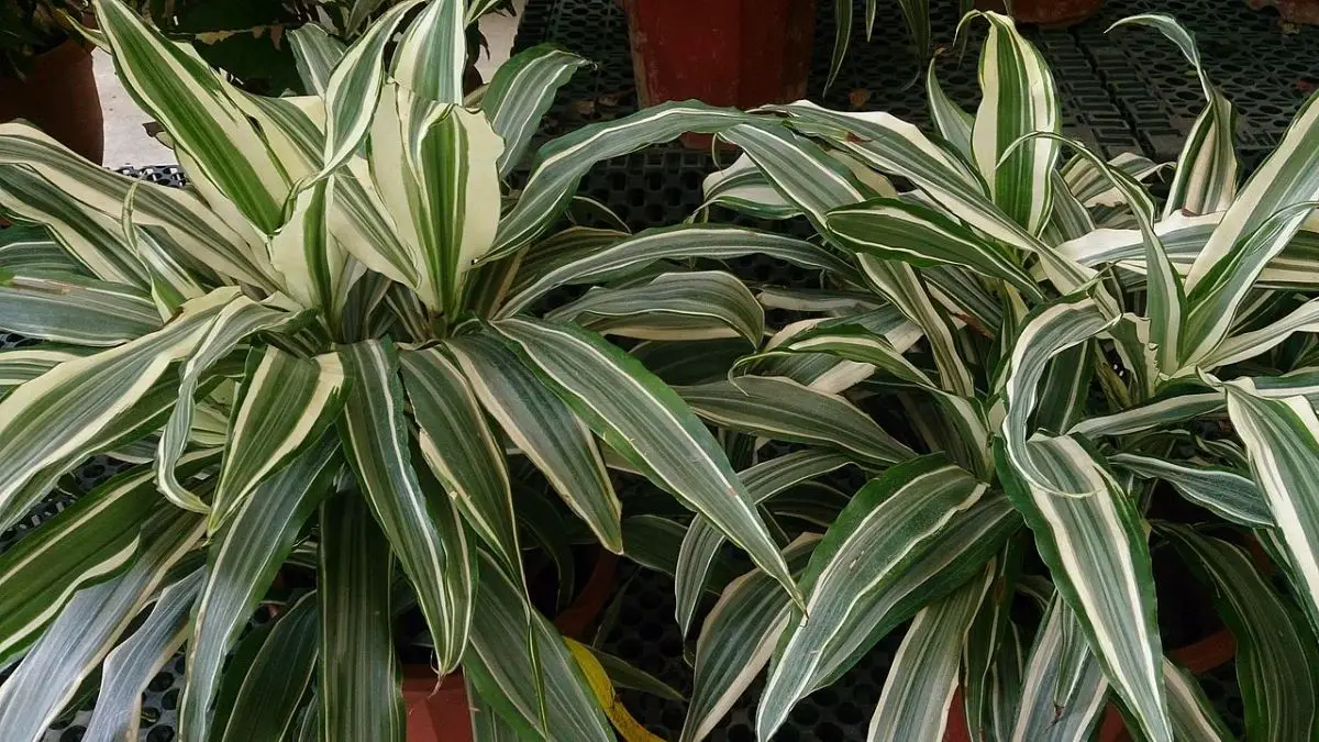 How to revive a Dracaena: main problems and solutions
