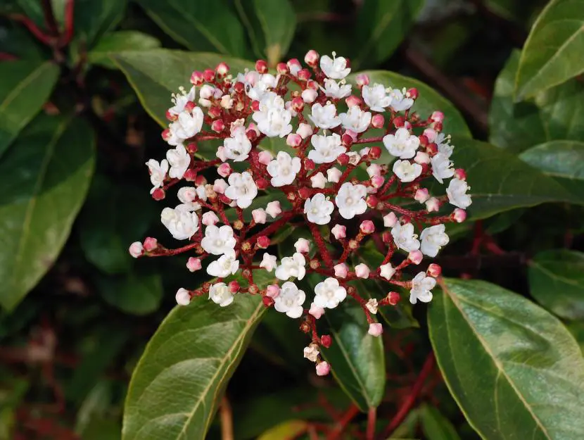Durillo, shrub with beautiful white flowers