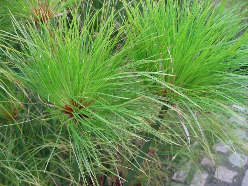Egyptian papyrus, exotic and ornamental plant