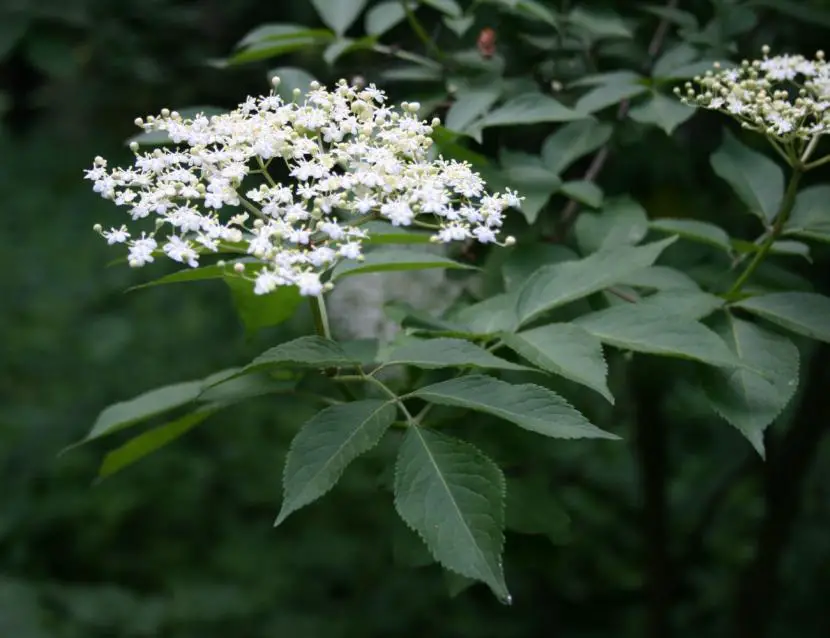 Elderberry, a very complete plant