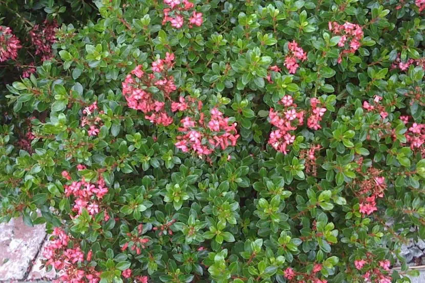 Escallonia, plant for hedges | Gardening On