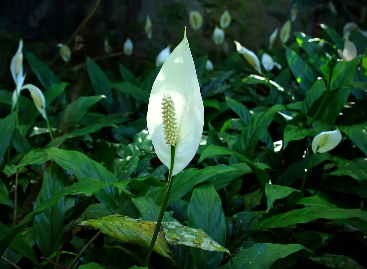Peace lily care | Gardening On