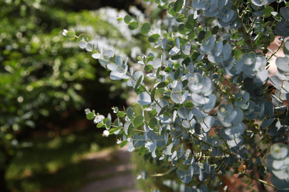 Eucalyptus gunnii: care | Gardening On