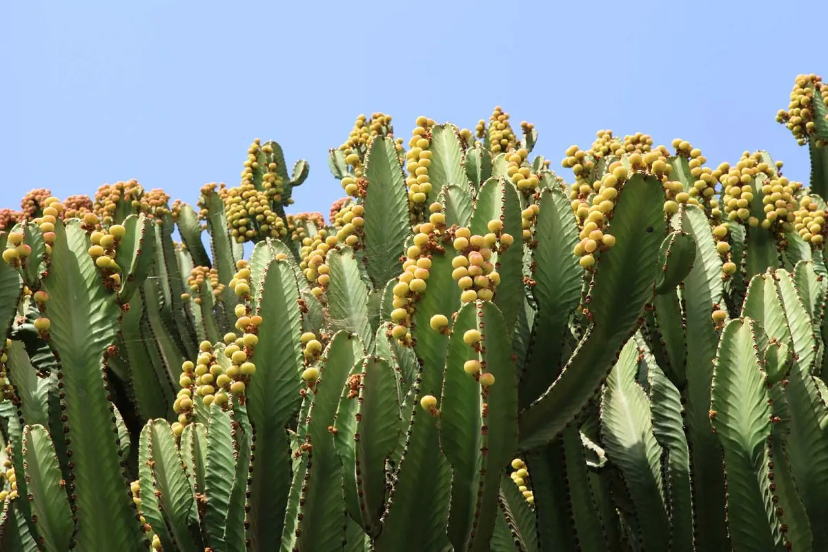 Euphorbia acrurensis: species of tree similar to a cactus