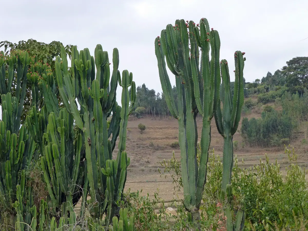 Euphorbia candelabrum: species of tree similar to a cactus