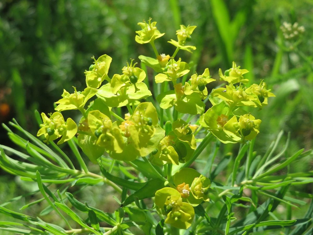 Euphorbia cyparissias: characteristics, care and curiosities