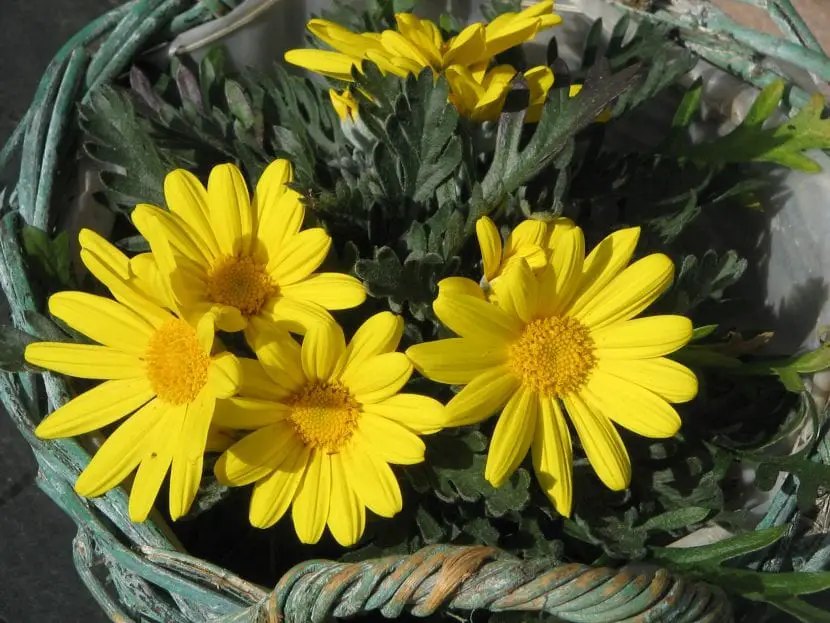 Euryops, the most drought-resistant flowering plant