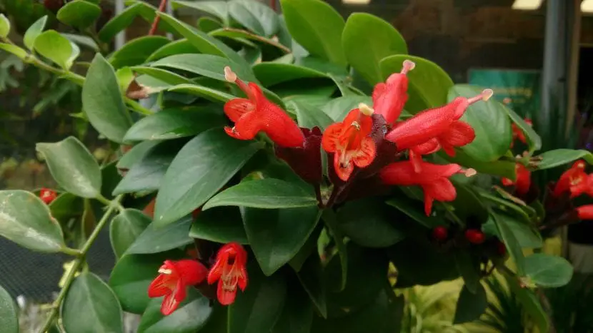 Everything you need to know about the Aeschynanthus plant