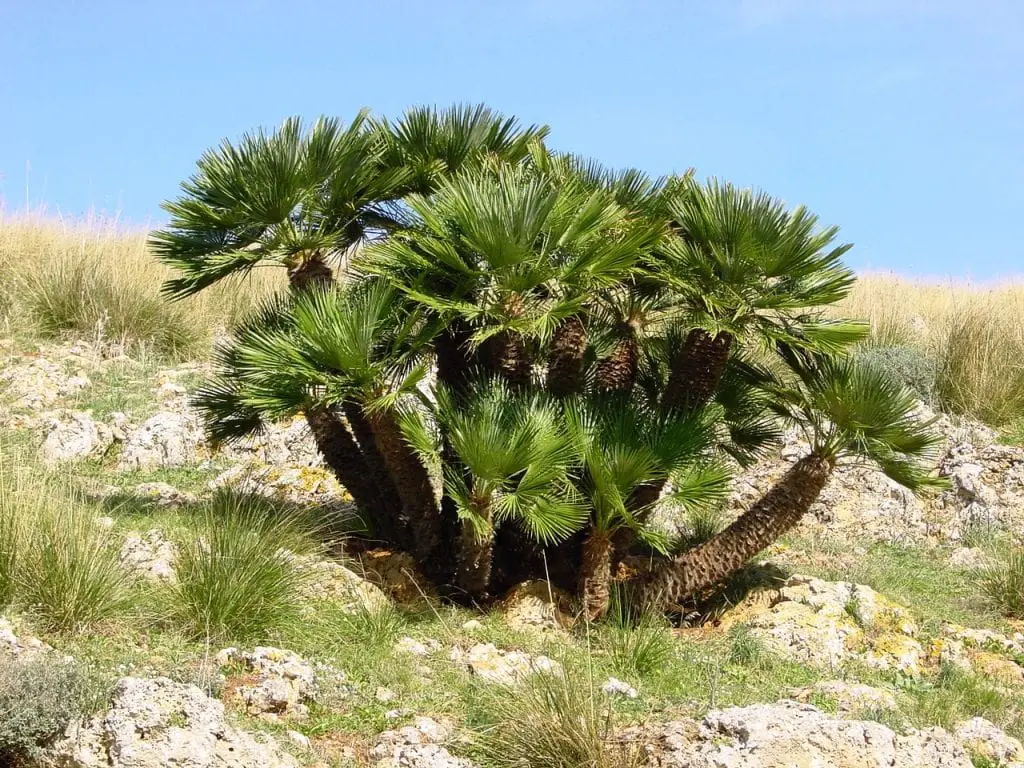 Everything you need to know about the Palmito, Chamaerops humilis