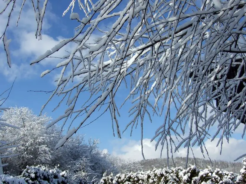 Everything you need to know about winter plants