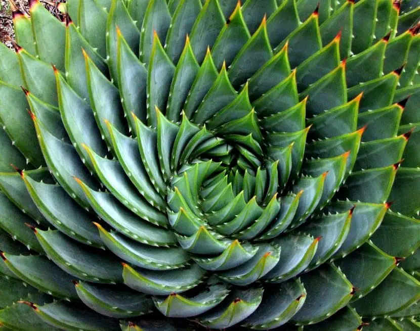 Exotic plants: spiral aloe vera