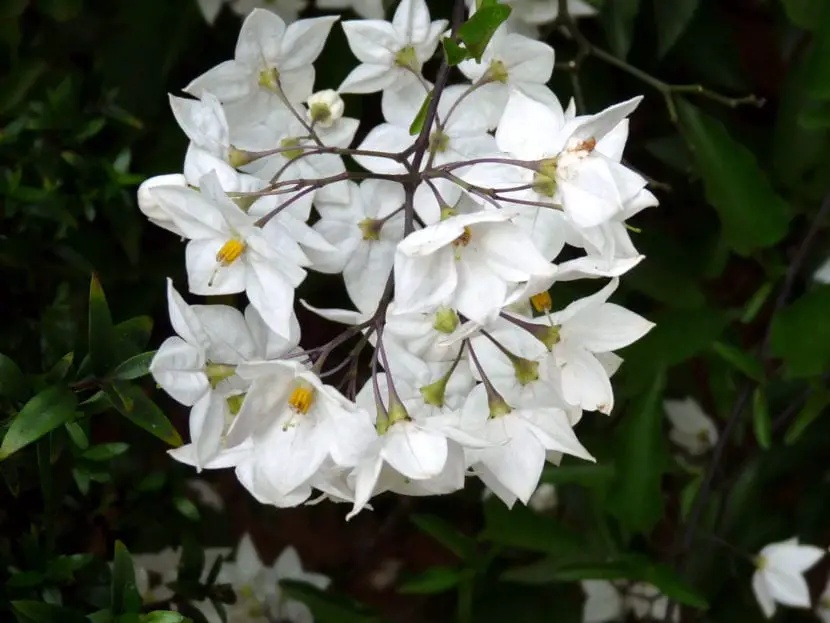 False Jasmine – Information, care and much more