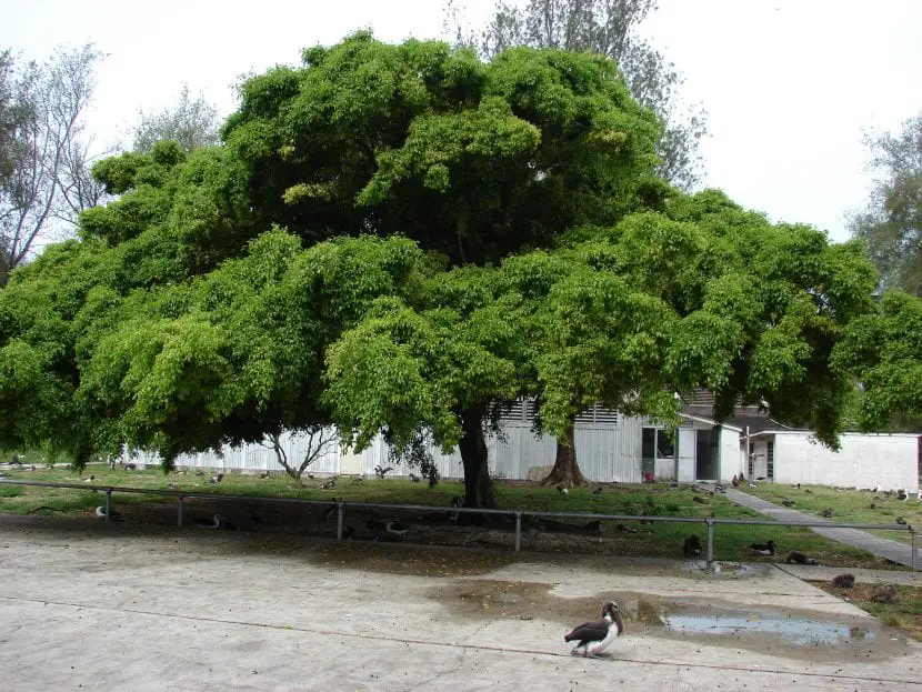 Ficus benjamina, the perfect tree to provide shade