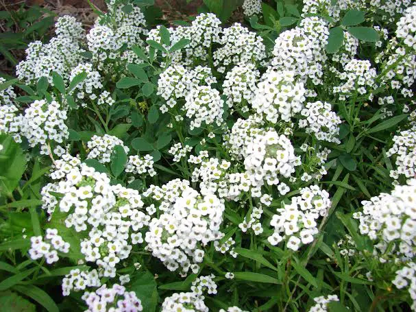 Flor de Miel, a groundcover plant