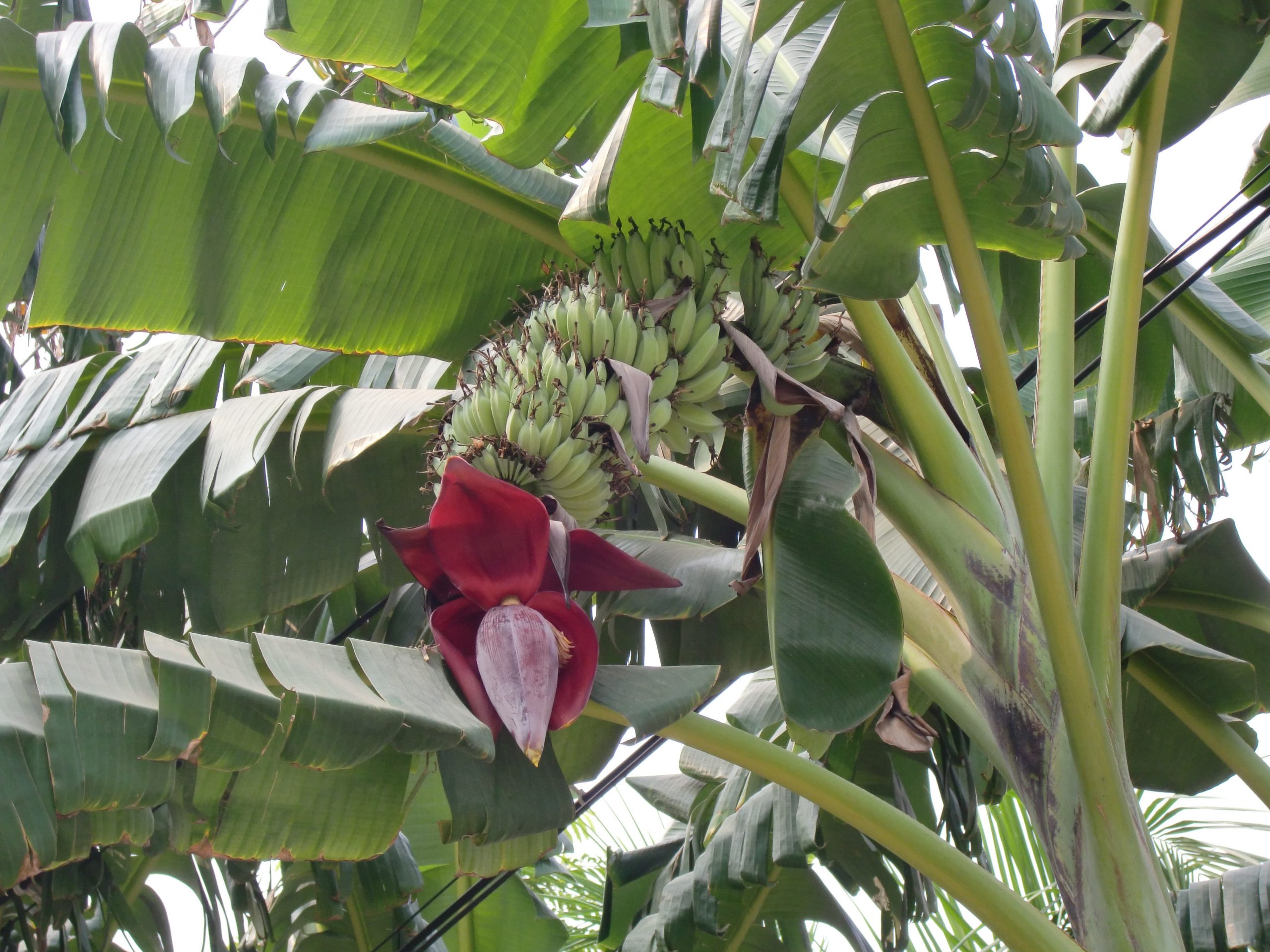 10 types of banana trees – Some species of the genus Musa