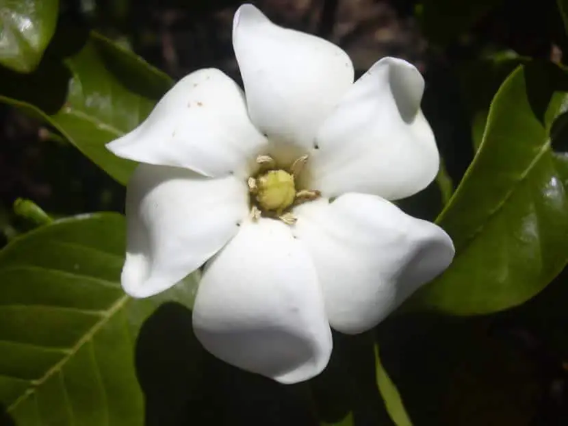 What is the gardenia flower like?