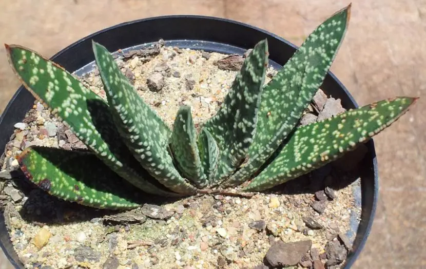Gasteria, a very easy to grow plant ideal to decorate your patio