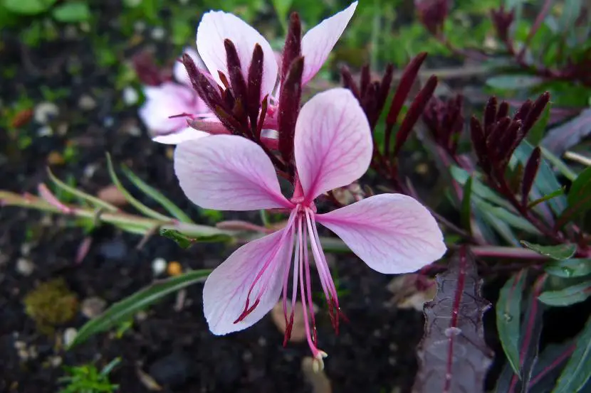 Gaura, the ideal plant to cover spaces