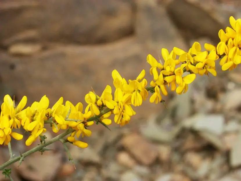Genista, from the countryside to your home