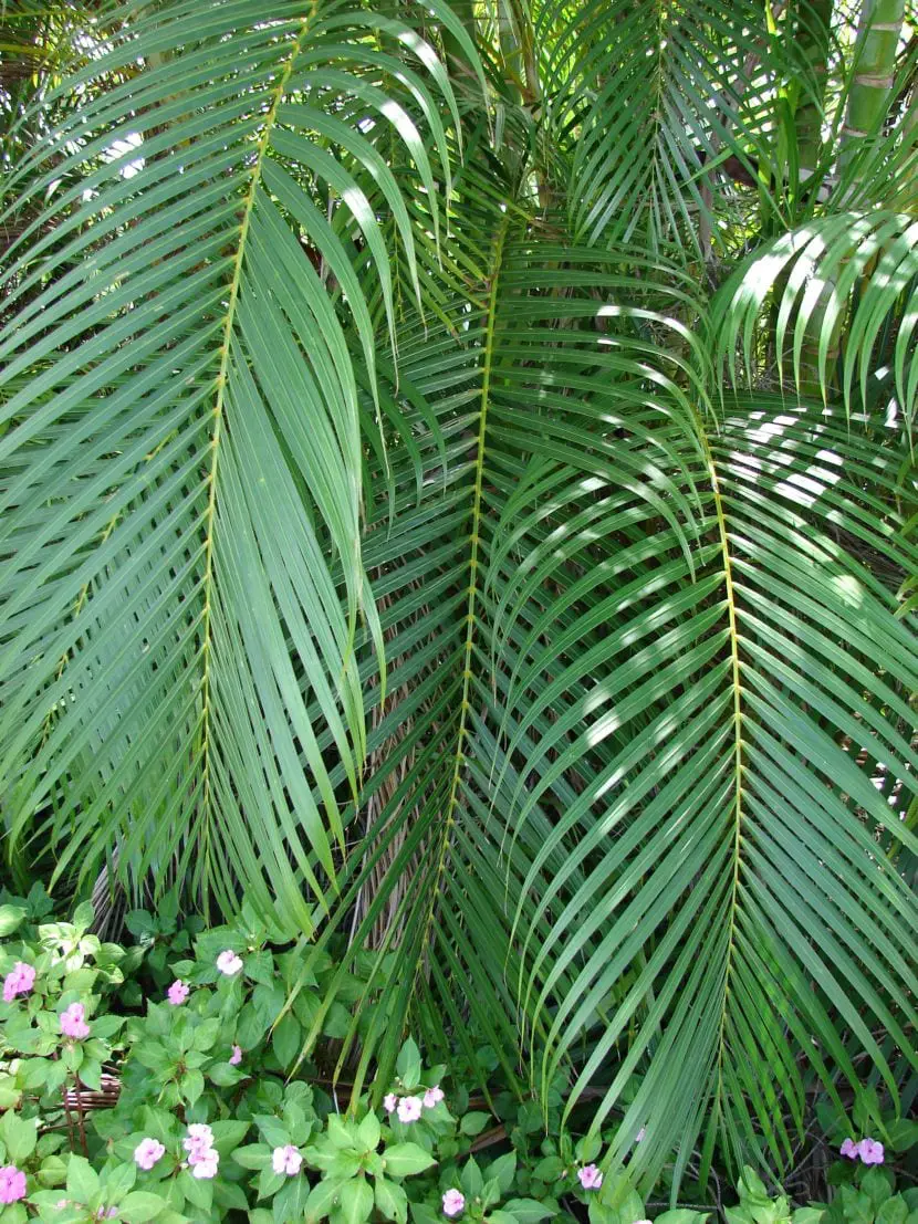 Getting to know one of the most popular palm trees: the Areca