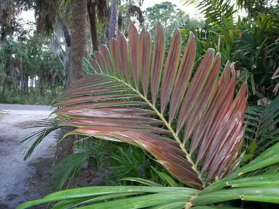 Getting to know the precious Chambeyronia macrocarpa palm tree