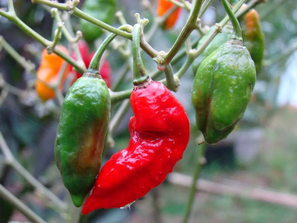Ghost chilli, the hottest pepper in the world