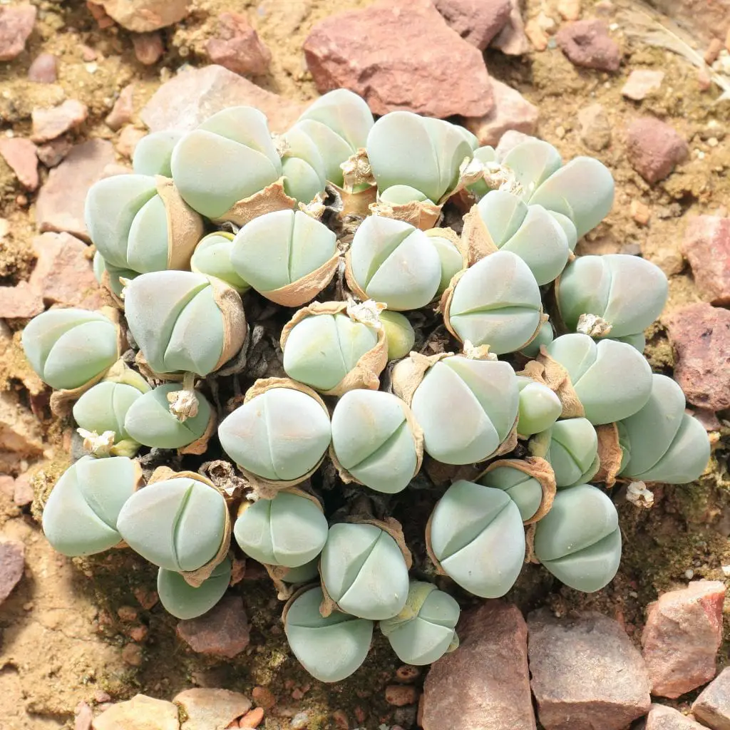 Gibbaeum plant characteristics and care