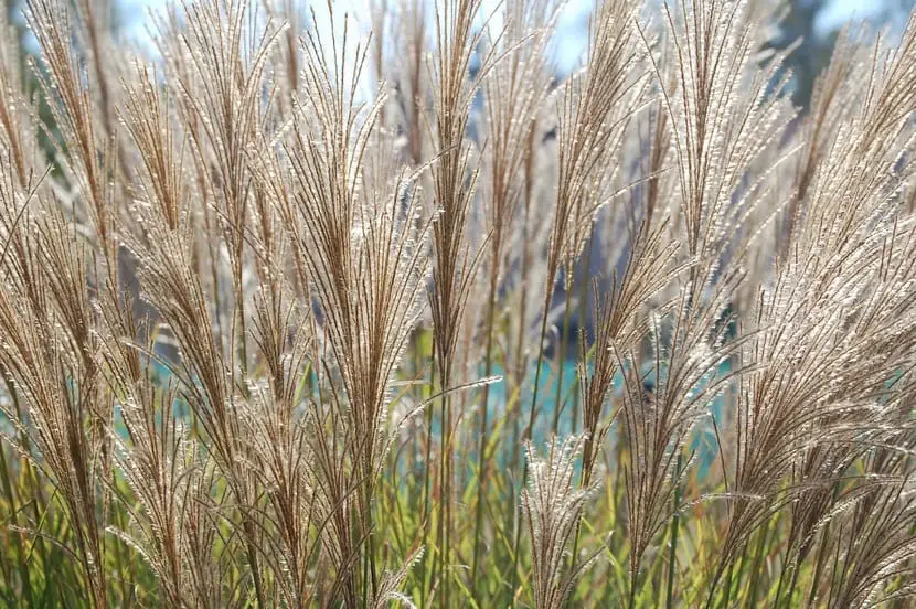 Grasses, an important family of plants