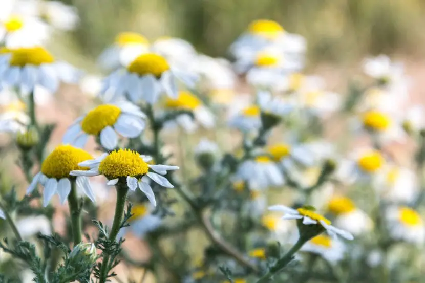 Growing chamomile in your home, all you need to know