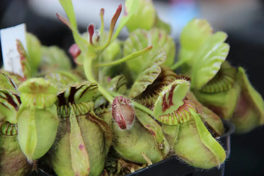 Guide to the care of the dwarf jug or Cephalotus