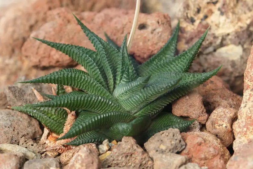 Haworthia limifolia, a very decorative plant to have in a pot