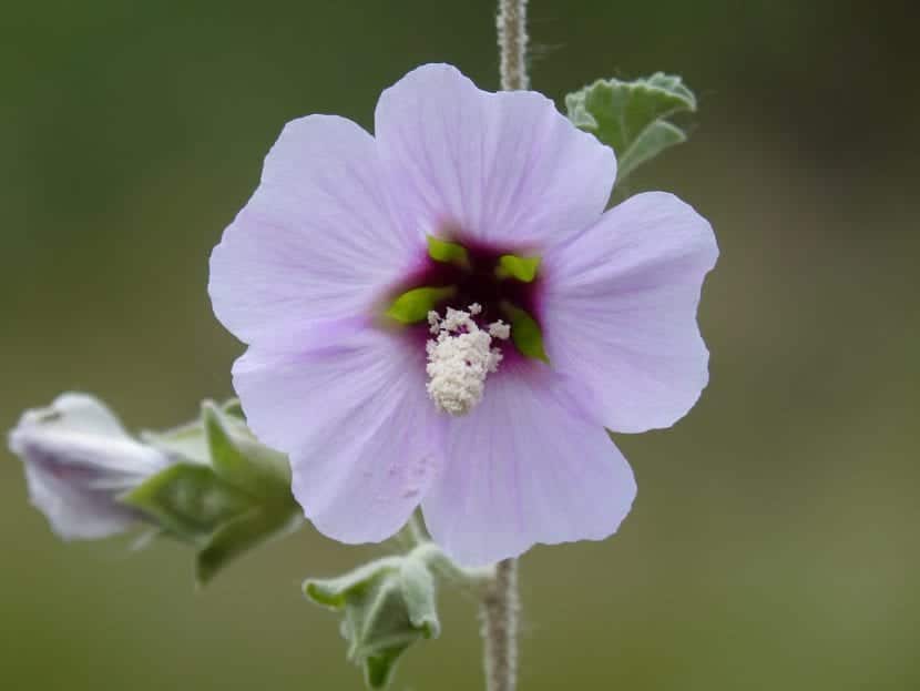 Hibiscus syriacus care guide | Gardening On
