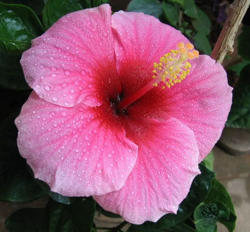 Getting to know the beautiful China Pink Hibiscus flower