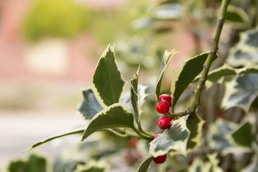 Holly, the tree of red fruits