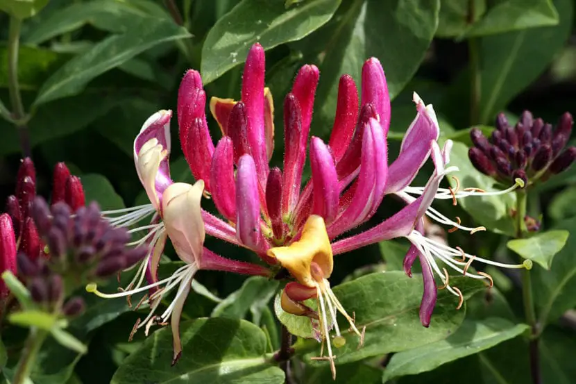 Honeysuckle, everything you need to know