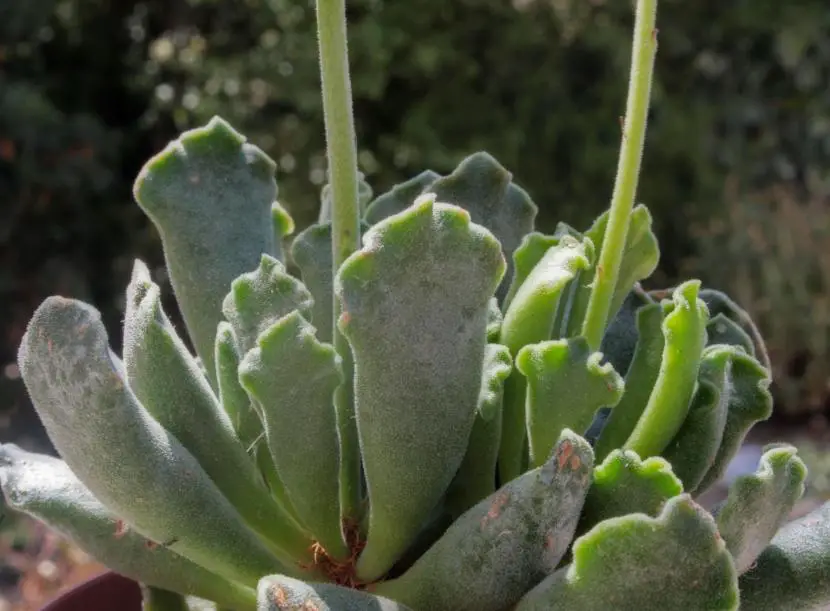 How are Adromischus cared for?