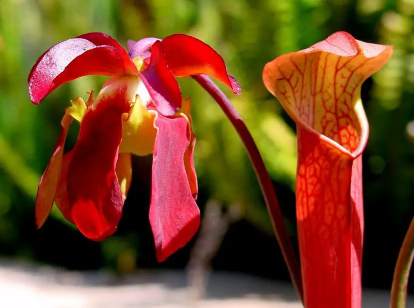 How carnivorous plants are watered