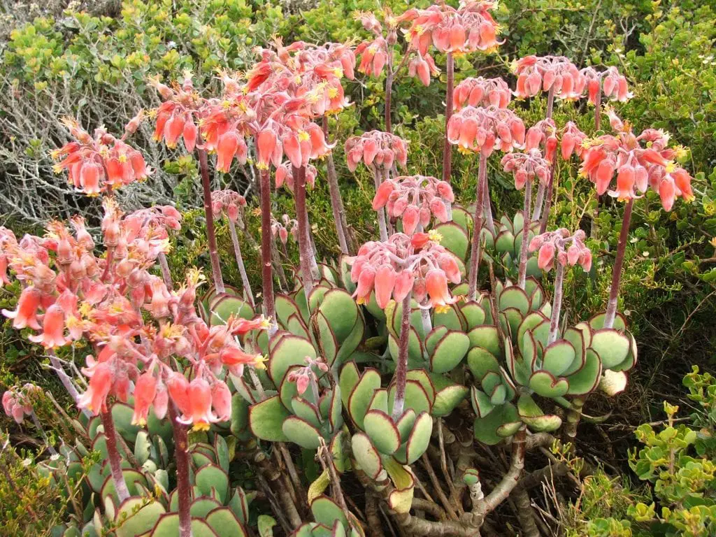 How is the Cotyledon cared for?