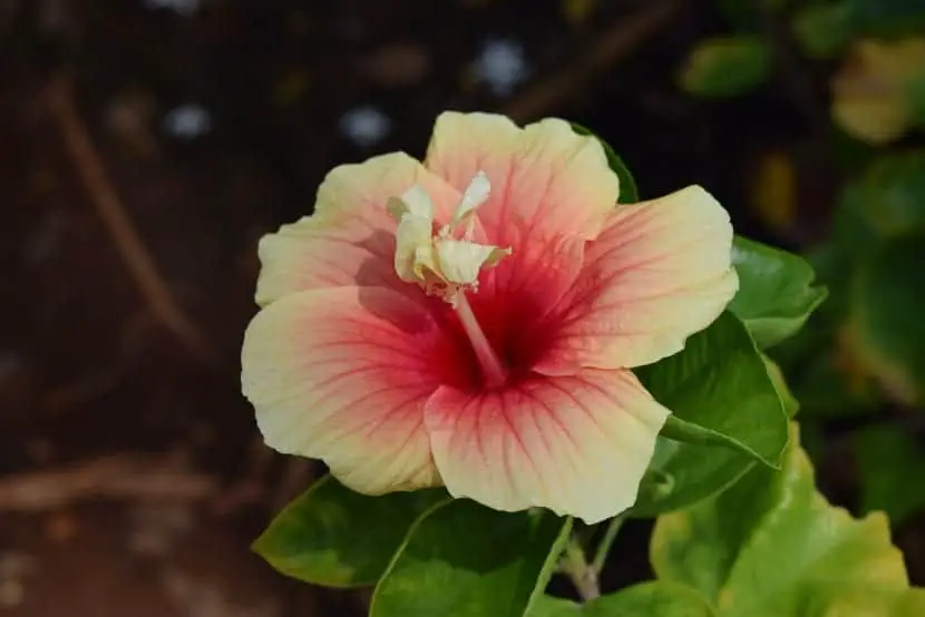 How to Prune Hibiscus | Gardening On