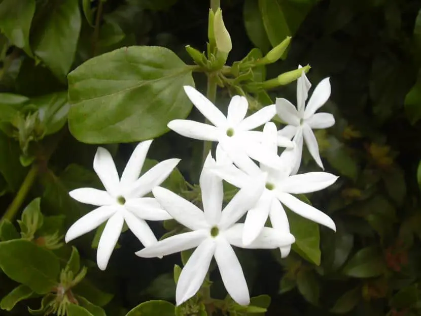 How to care for a jasmine plant