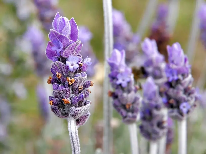 How to care for a lavender plant