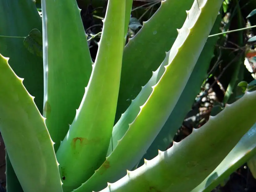 How to care for an aloe vera plant