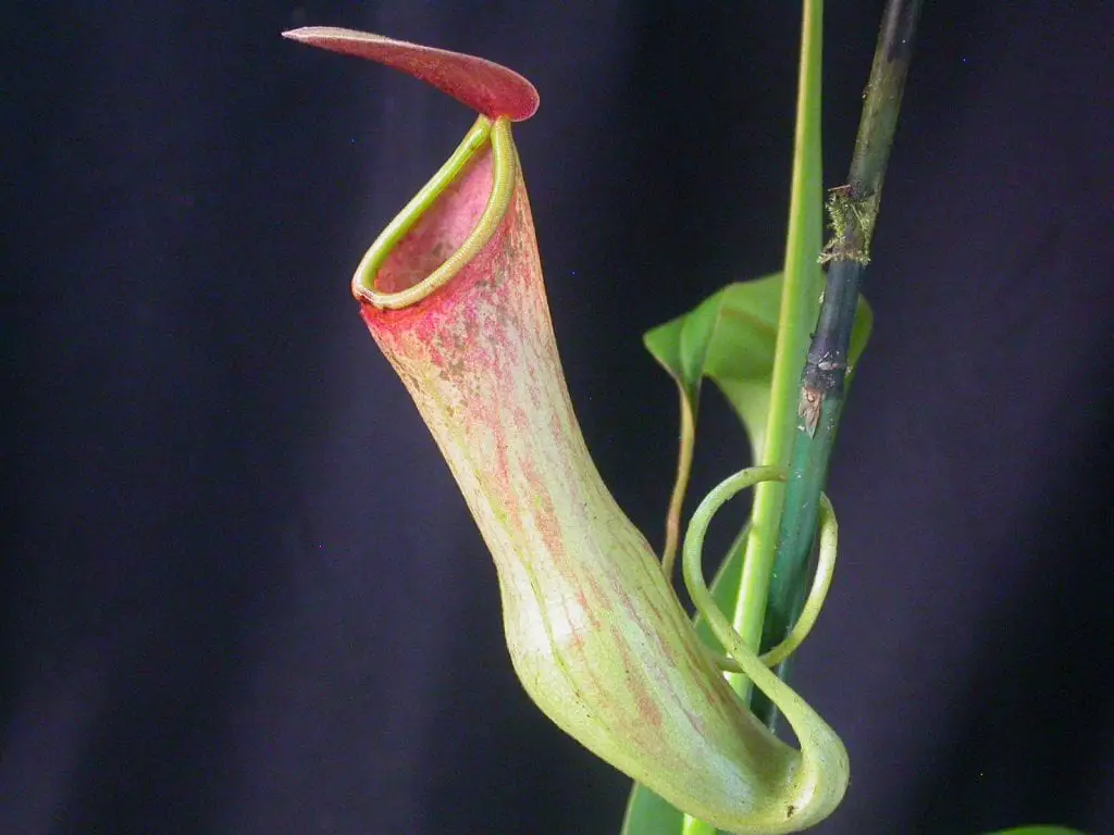 How to care for carnivorous plants in winter