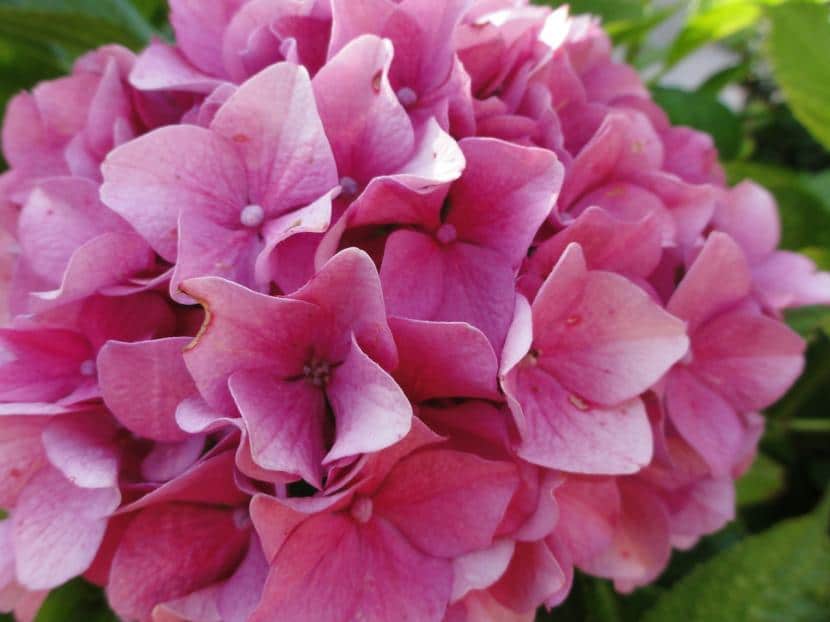How to care for hydrangeas