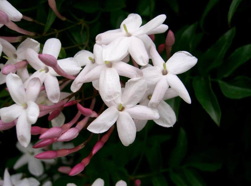 How to care for jasmine in winter