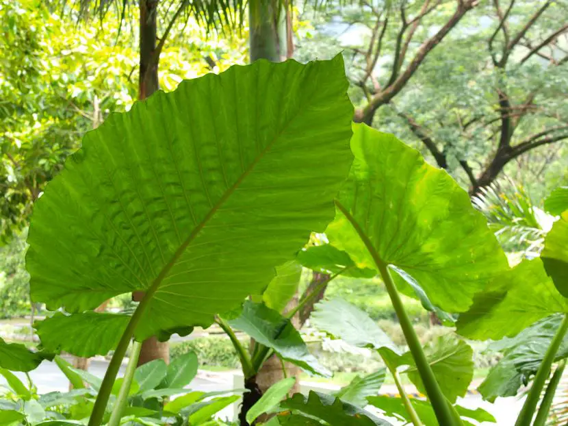How to care for large-leaved plants