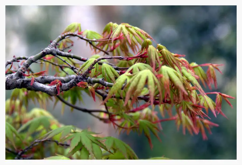 How to care for maples